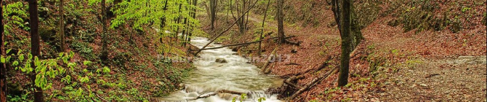 Percorso A piedi Sasca Montană - Sasca Montană – Cascada Șușara – Cărbunari (blue plus) - Photo