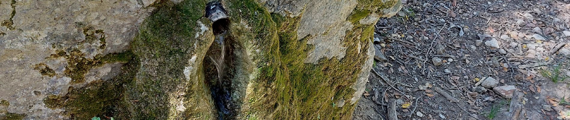 Tocht Te voet Auriol - le tuny par le plan d'aups - Photo