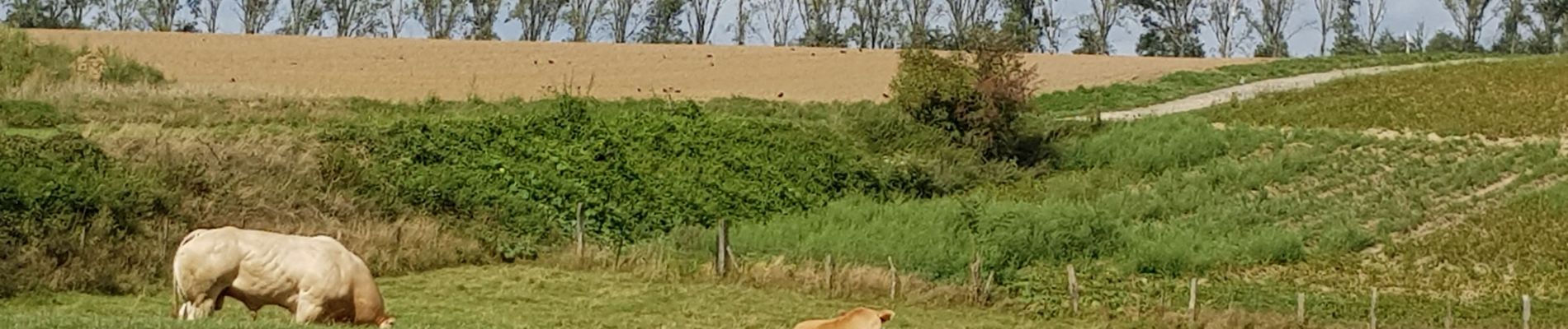 Tocht Stappen Waterloo - Bois bruyère 0820 - Photo