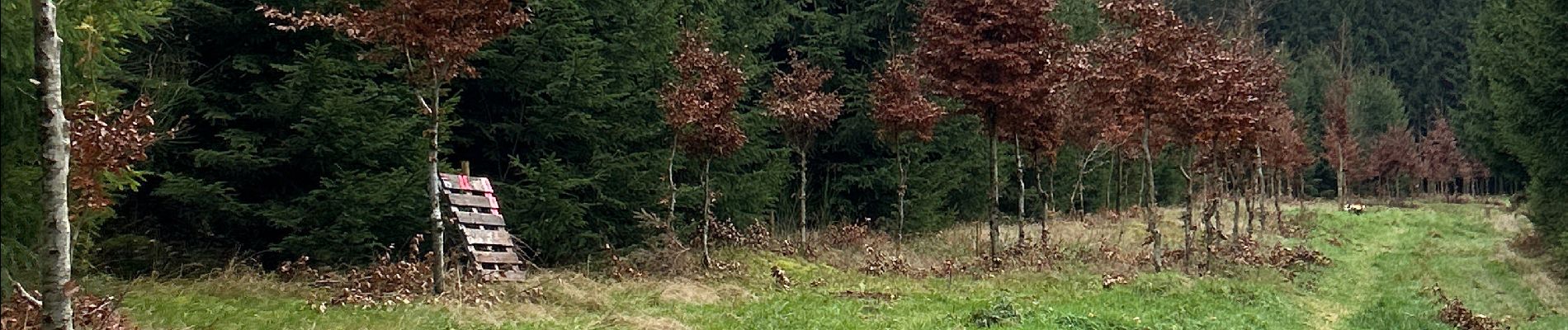 Tour Wandern Léglise - Bombois - Photo