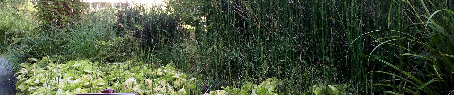 Percorso A piedi Péronne - La Balade Péronnaise - Photo