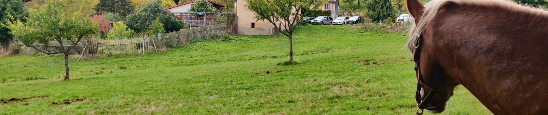 Trail Horseback riding Kaysersberg-Vignoble - 2020-10-11 Balade Kaysersberg Auberge St Alexis - Photo