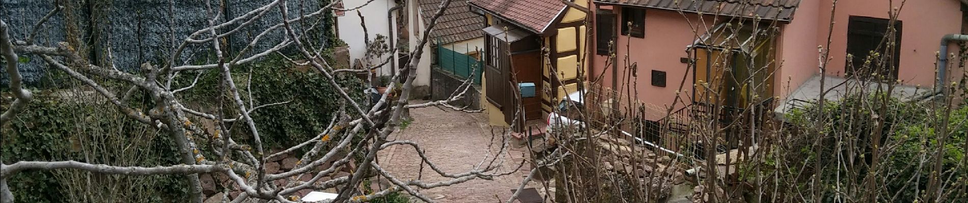 Tocht Stappen Gueberschwihr - Promenade circulaire Kuckuckstei - Photo