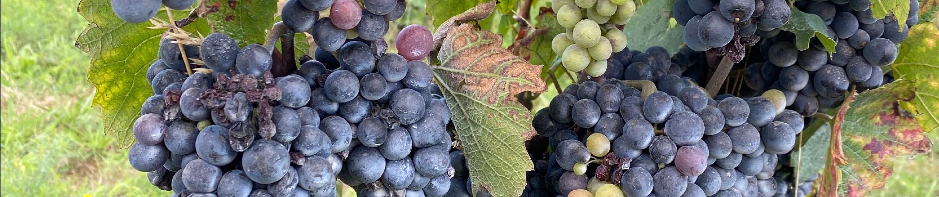 Percorso Marcia Rosnay - Les Vignes et la Vallée de l'Yon - N°15 - Photo