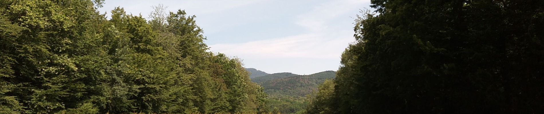 Percorso Marcia Sentheim - Sentheim - Col du Schirm - Buissonniers - Kohlberg - Photo