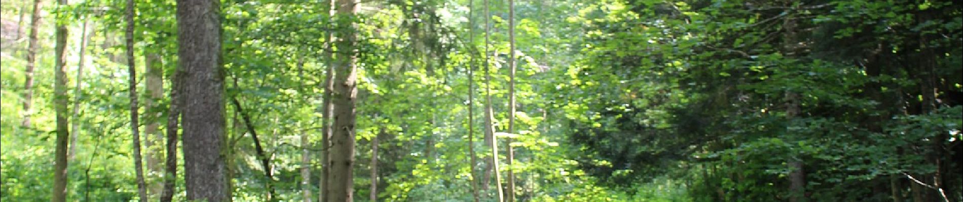 Trail On foot Leutschach an der Weinstraße - Urkräuterweg am Remschnig - Photo