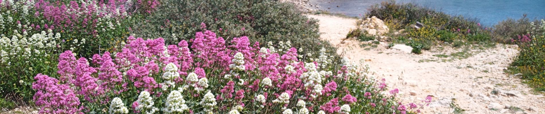 Randonnée Marche Martigues - Sausset la Couronne - Photo