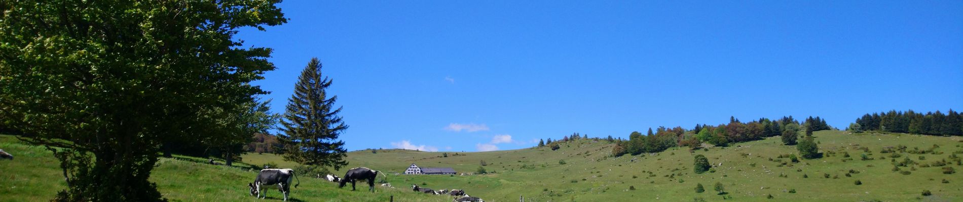 Tour Wandern Luttenbach-près-Munster - Autour du Petit Ballon et ses fermes auberges - Photo