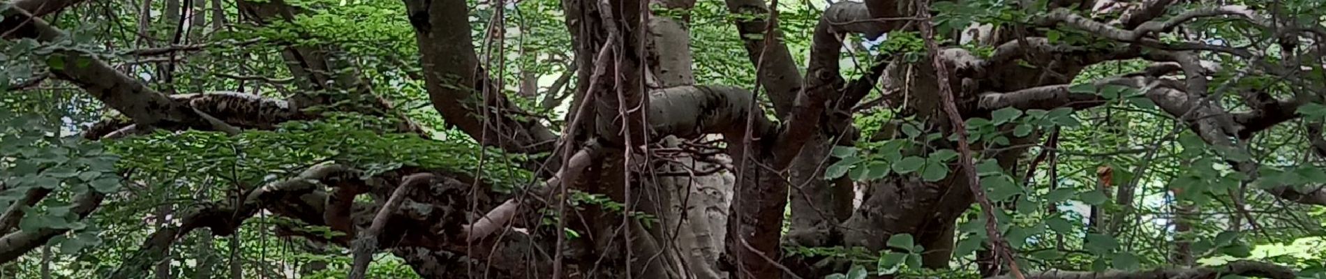 Randonnée Marche Allons - Rando de l'arbre remarquable  - Photo