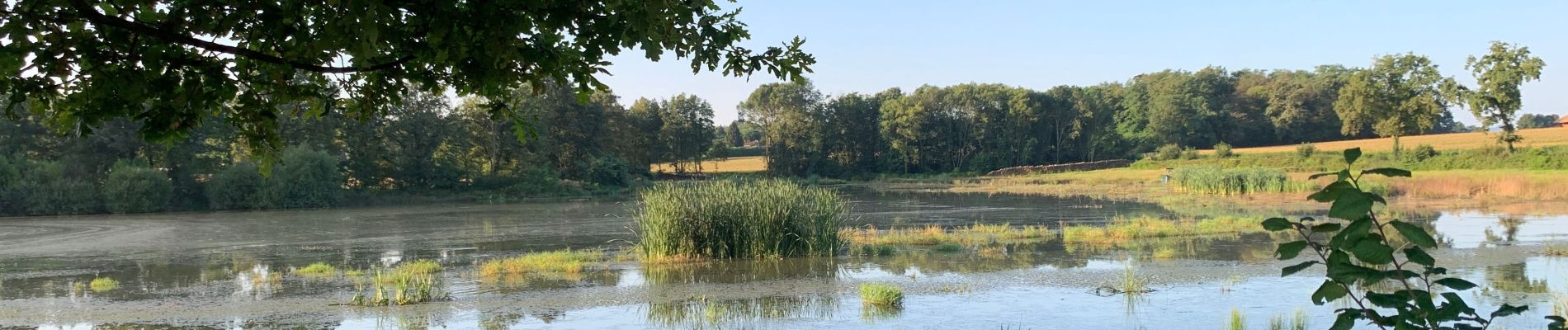 Tocht Stappen Savigneux - Savigneux le Fond de Juis Savigneux - Photo