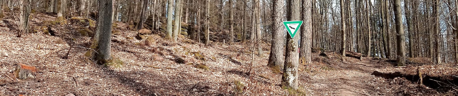 Randonnée A pied Freudenberg - Hohenstein-Weg - Photo