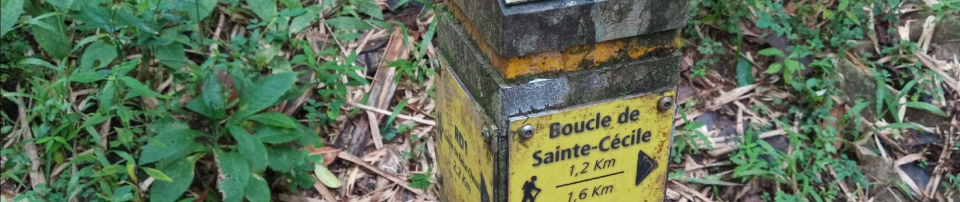 Tour Wandern Le Morne-Rouge - Morne la Caillerie, Trace des Jésuites - Photo