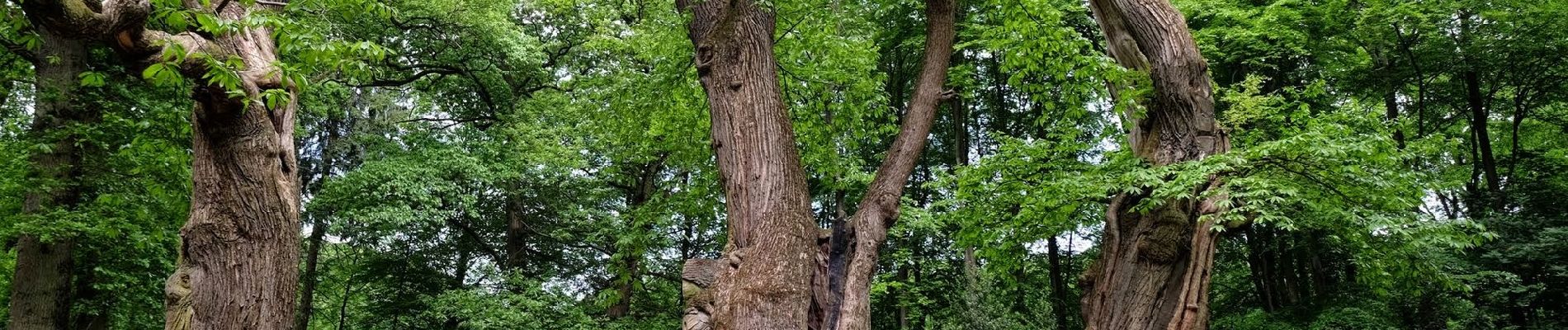 Tour Zu Fuß Arnheim - Groene Wissel: Arnhem - Photo