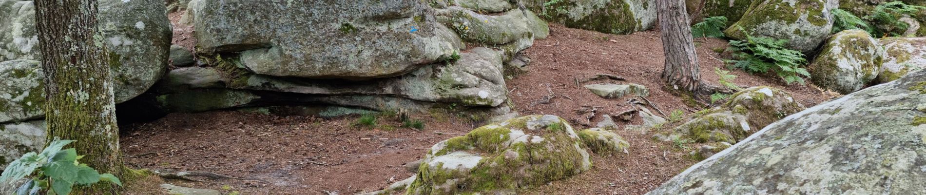 Tocht Stappen Fontainebleau - Bourron-Marlotte sentier Denecourt 11 - Photo