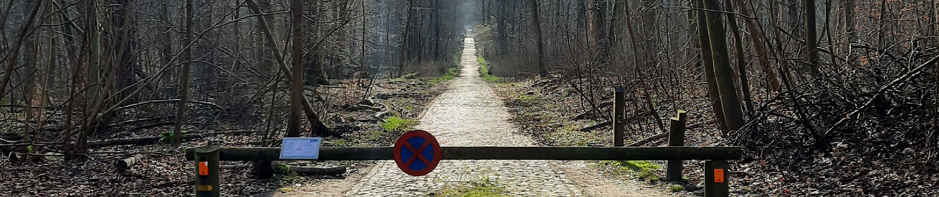 Excursión Senderismo Etterbeek - De Merode à Montgomery en passant par la forêt de Soignes et plein d'étangs - Photo