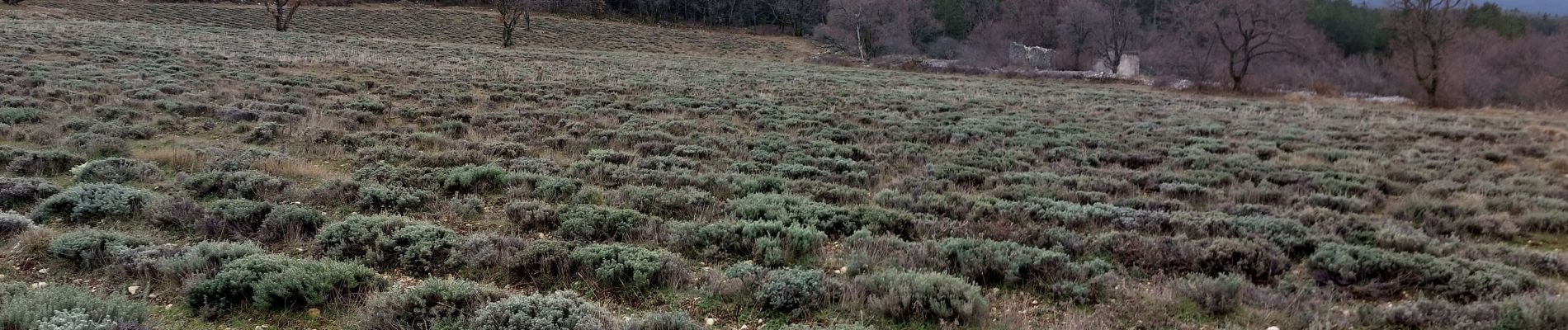 Tocht Stappen Flassan - Tricotage au Rocassou, à la recherche du sentier perdu !!!! - Photo