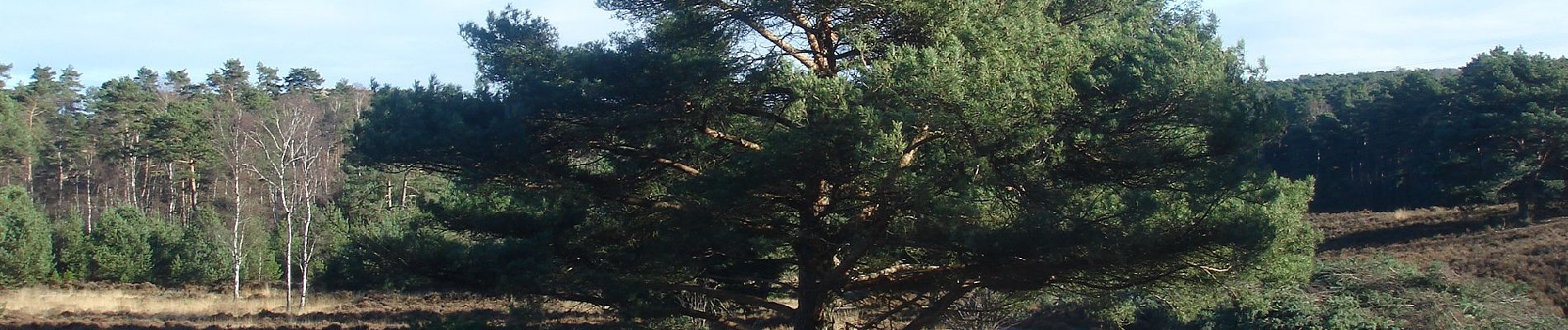 Tocht Te voet Heerlen - Brunssummer Heide Donkergroene route - Photo