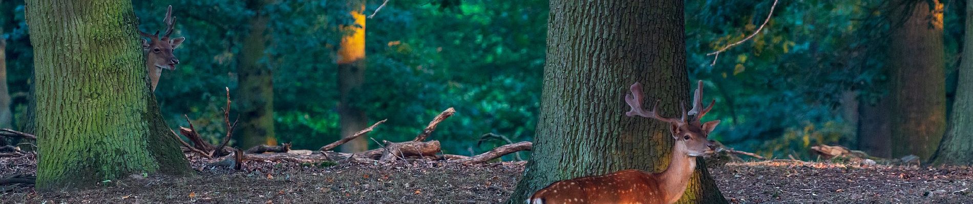 Tour Zu Fuß Dülmen - An der Ziegenweide Rundweg A4 - Photo