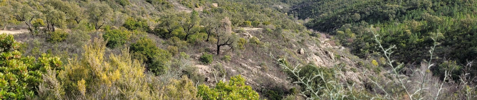 Excursión Senderismo Roquebrune-sur-Argens - Massif flute - Photo