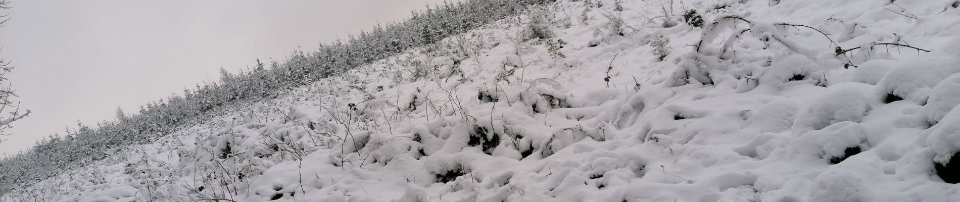 Trail Walking Theux - La fagne entre Theux et Stoumont - Photo