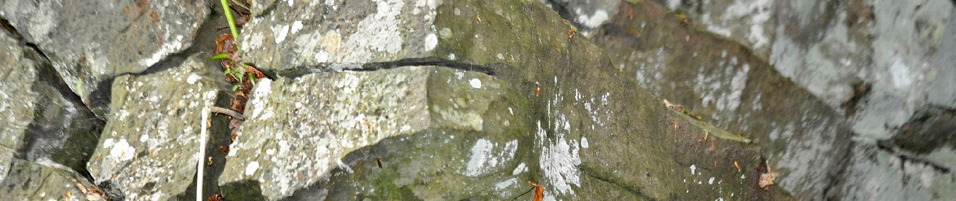 Percorso A piedi Hessisch Lichtenau - Rundweg um das Viehhaus - Photo