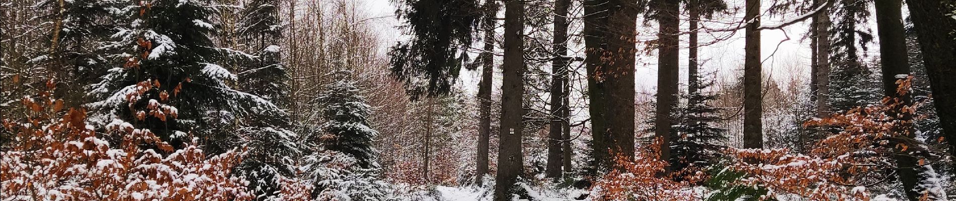 Percorso Marcia Vielsalm - Forêt domaniale du Grand-Bois  - Photo