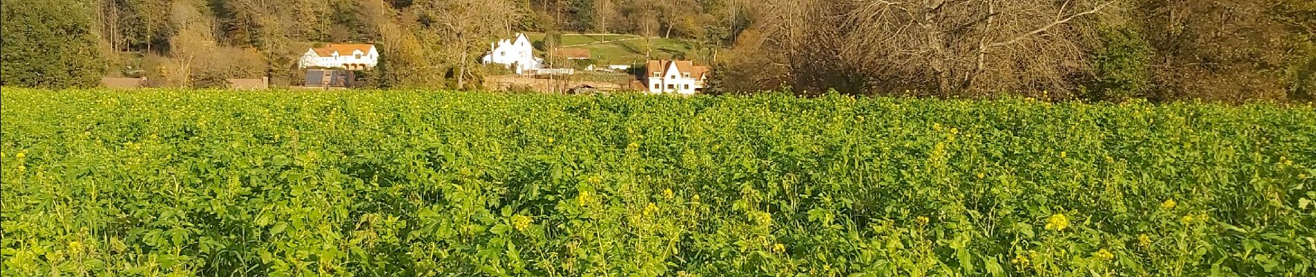 Trail Nordic walking Chaumont-Gistoux - dion bercuyt pisselet - Photo