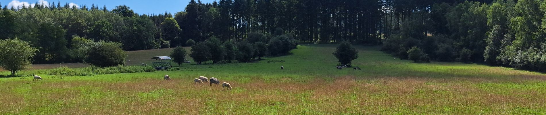 Trail Walking Nassogne - Marche ADEPS Nassogne - Photo