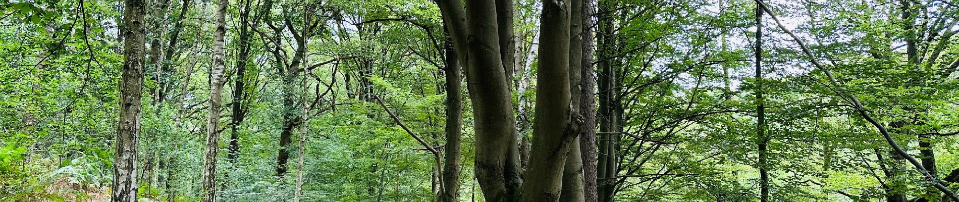 Randonnée Marche Ottignies-Louvain-la-Neuve - La faune et la flore du bois de Lauzelle à Louvain-La-Neuve  - Photo