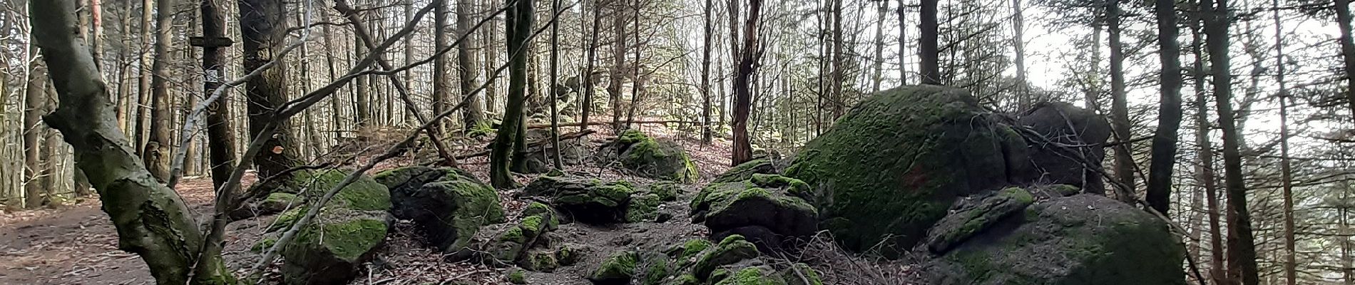 Randonnée A pied Wald-Michelbach - Rundwanderweg Wald-Michelbach 5: Höhenwanderweg Tromm - Photo