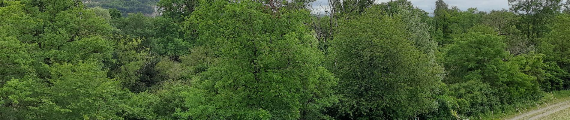 Tocht Stappen Rosenau - Le vieux Rhin PCA - Photo