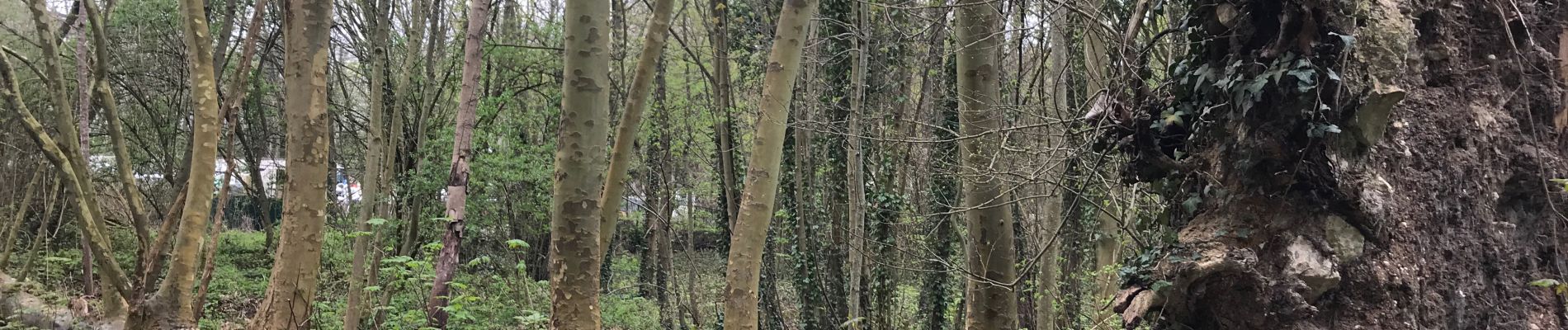 Trail Walking Yerres - Rando douce  - Photo