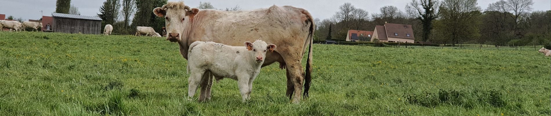 Tocht Stappen Vesly - Vesly - Ferme de Nainville - Le chêne - Gisancourt - voie verte - Noyers - Photo