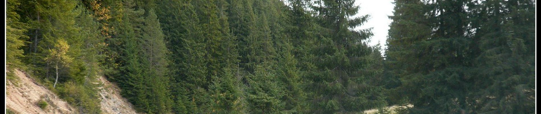 Excursión A pie Gheorgheni - oraș Gheorgheni - Pasul Pângărați - Gura Pârâului Caproș - Photo