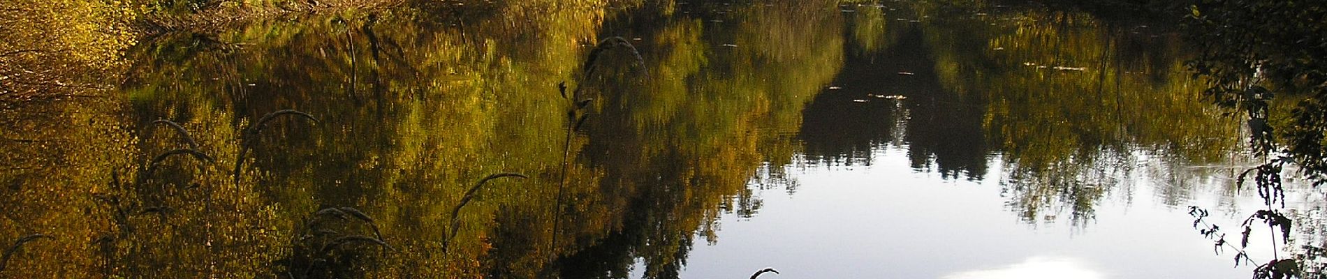 Tour Zu Fuß Weismes - Walk: Vallée du Poncé - Photo