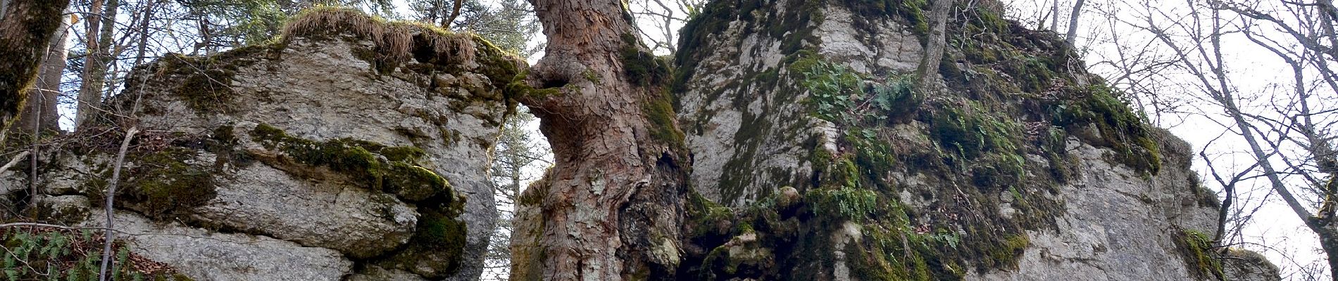 Excursión A pie Gomadingen - Schafbersattel-Lochenbrünnele - Photo