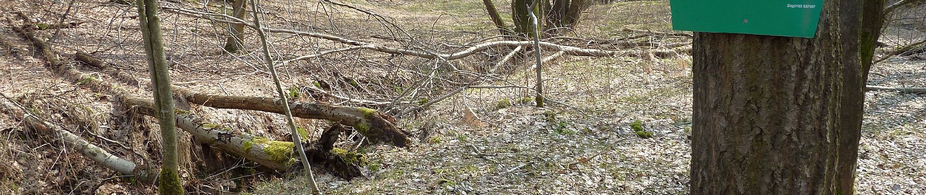 Percorso A piedi Hohnstein - Märzenbecherrundweg 1 - Photo