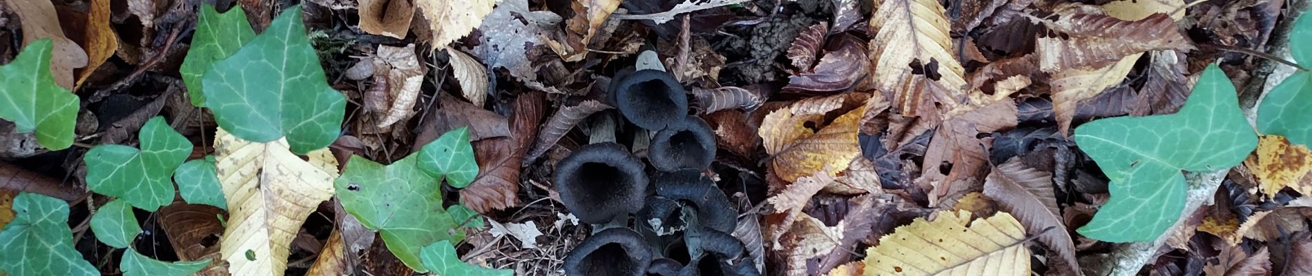 Trail Walking Véronnes - Sortie champignons 17-10-22 - Photo