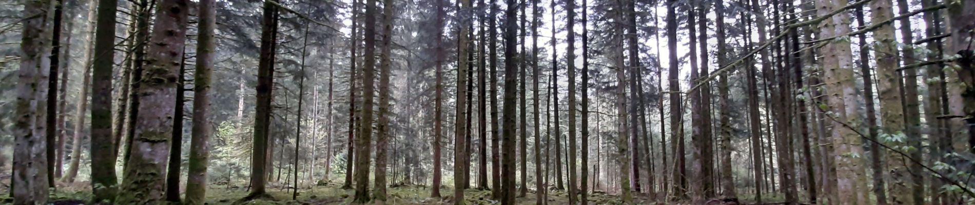 Tocht Mountainbike Les Nans - les nans grand tour  - Photo