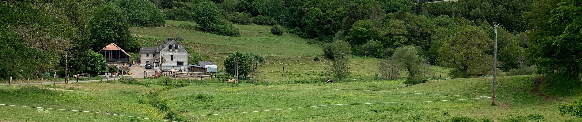 Randonnée A pied Dahlem - EifelSchleife Naturwanderpfad - Photo