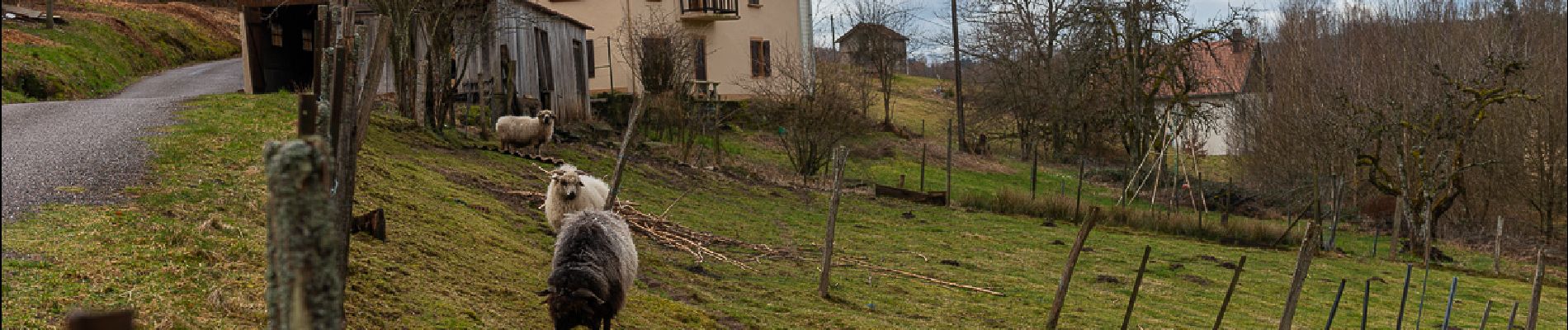 Tour Wandern Le Ménil - Grande boucle au départ des chalets de la Feigne sur de l'Eau - Photo