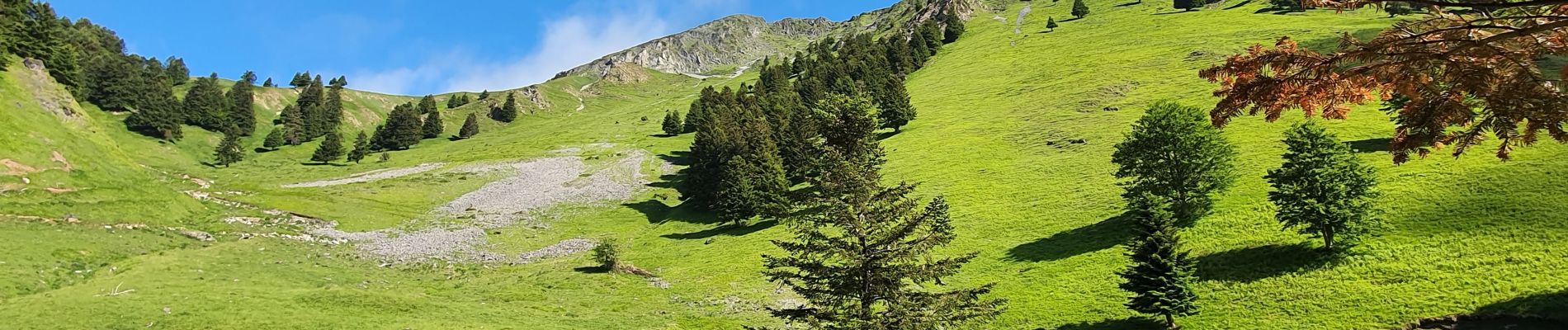 Tocht Stappen Ferrère - montagne d'Areng depuis la piste forestière après Férrères - Photo