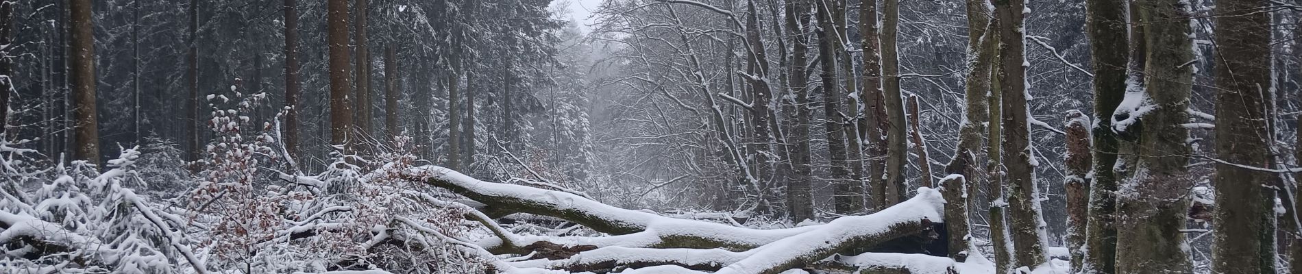 Randonnée Marche Spa - entre fagne et bois - version courte - Photo