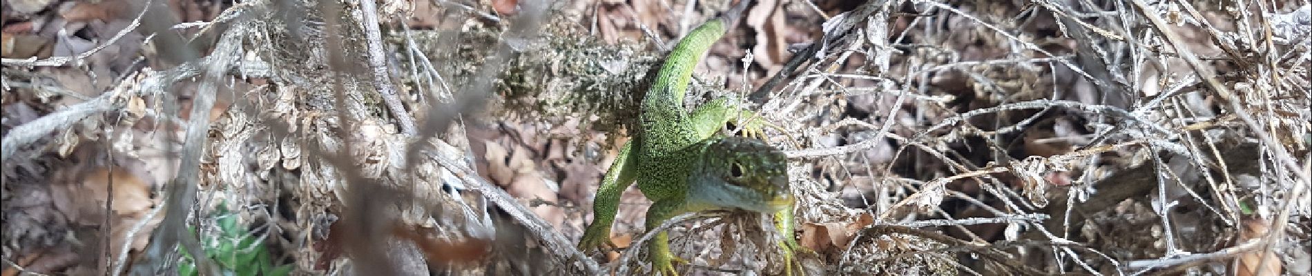 Percorso Marcia Lauroux - Forêt de l'Escandorgue Sept 2019 - Photo