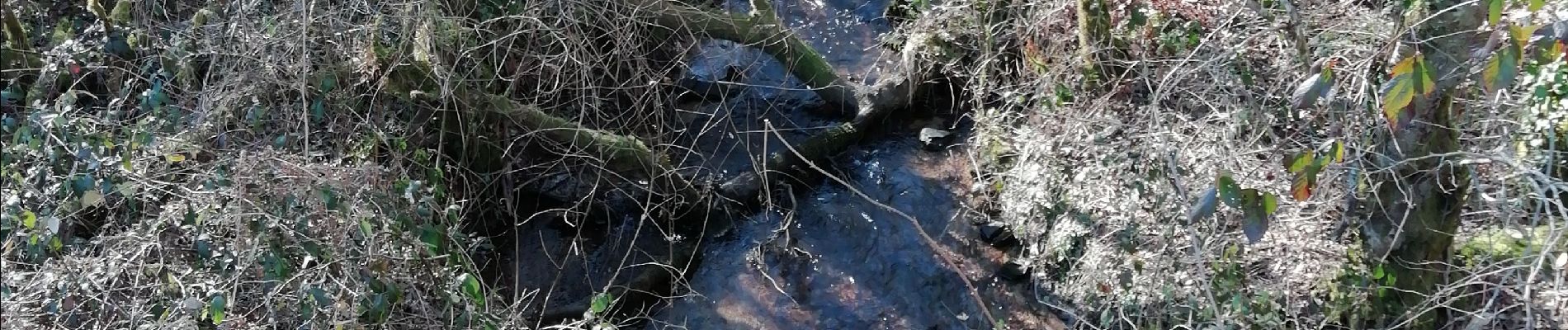 Tour Wandern Champagnac-la-Rivière - les feuillardiers - Photo