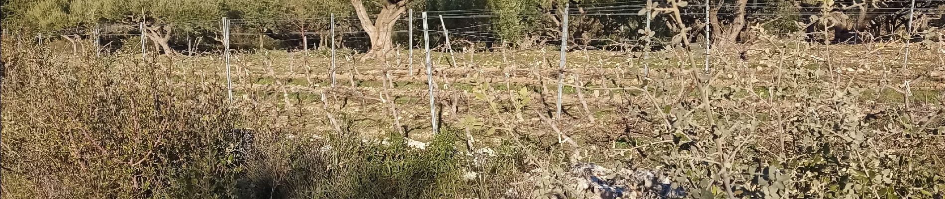 Tocht Stappen Le Thoronet - Le Thoronet- Canal de Ste Croix - Argens - Photo