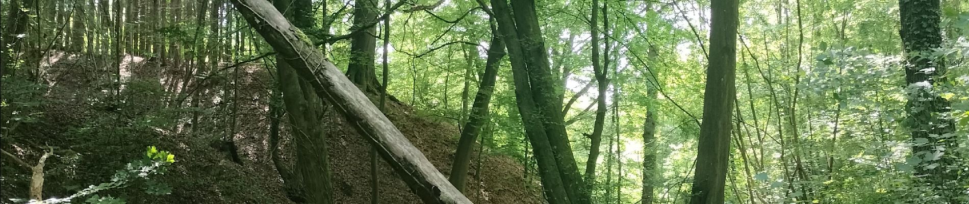 Tocht Stappen Esneux - Tilff - Forêt, rivière et Abbaye  - Photo