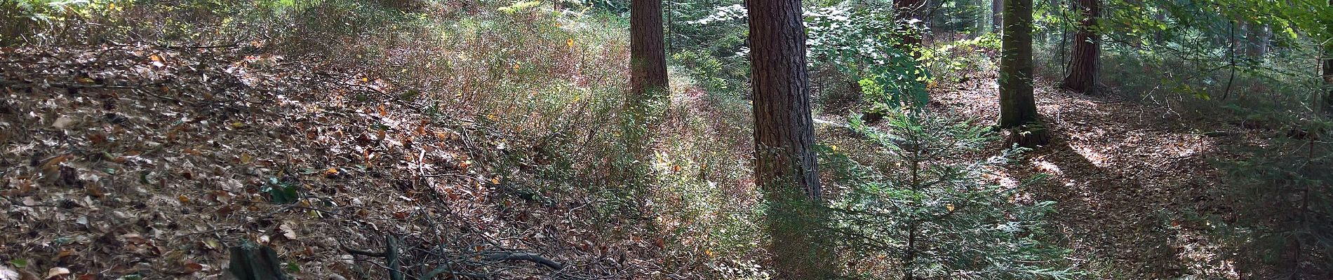 Randonnée A pied Miltenberg - Parkplatzrundwanderweg Rüdenau Lattweg 8 : Winnengrundweg - Photo