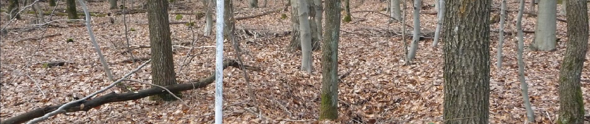 Randonnée A pied Sarrebruck - Wilder Netzbachpfad - Photo