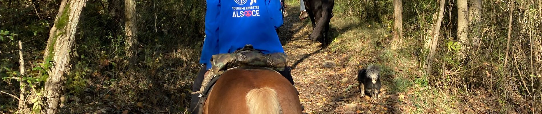 Trail Horseback riding Gresswiller - Triggur gresswiller cva  - Photo